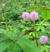 含羞草、花卉種子、花種、盆花